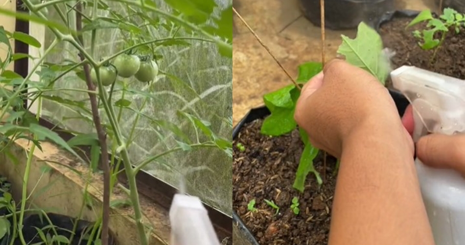 Bukan garam atau minyak, ini trik membasmi hama pada tanaman tomat cukup pakai 1 ampas dapur
