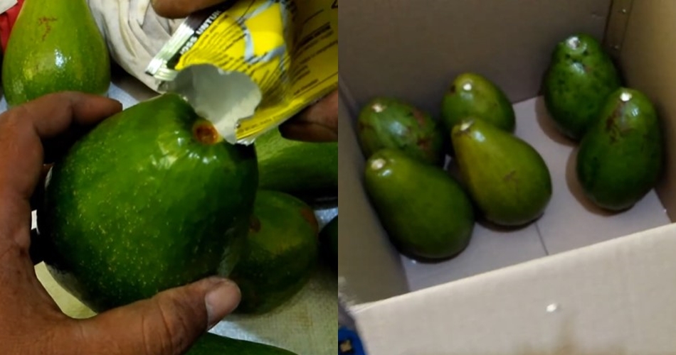 Bukan ditusuk lidi atau diperam beras, ini trik mematangkan alpukat dalam 2 hari pakai 1 jenis minuman