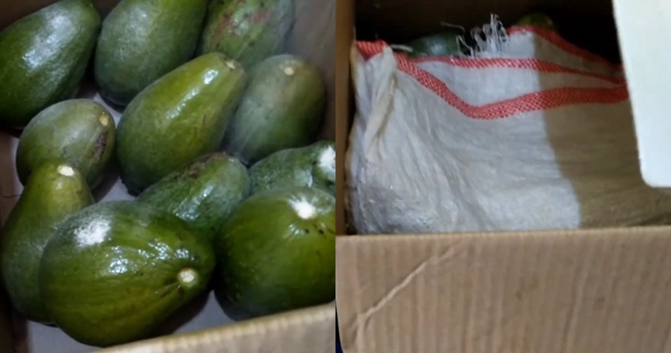 Bukan ditusuk lidi atau diperam beras, ini trik mematangkan alpukat dalam 2 hari pakai 1 jenis minuman