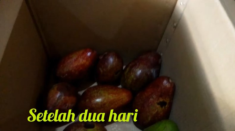 Bukan ditusuk lidi atau diperam beras, ini trik mematangkan alpukat dalam 2 hari pakai 1 jenis minuman
