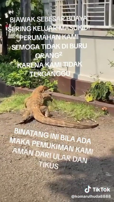 Biawak keliaran di perumahan © TikTok