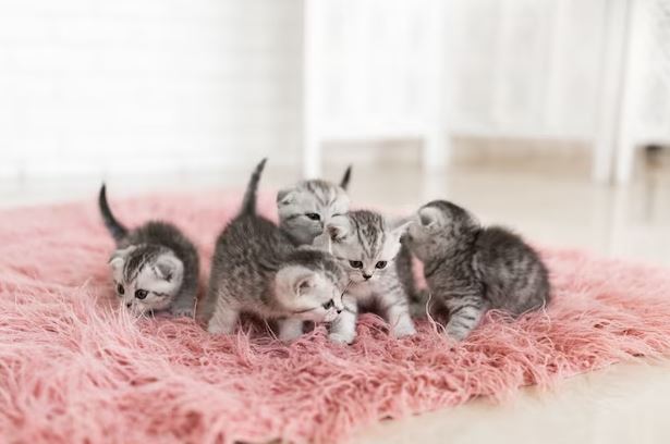 Arti mimpi melihat banyak kucing freepik.com