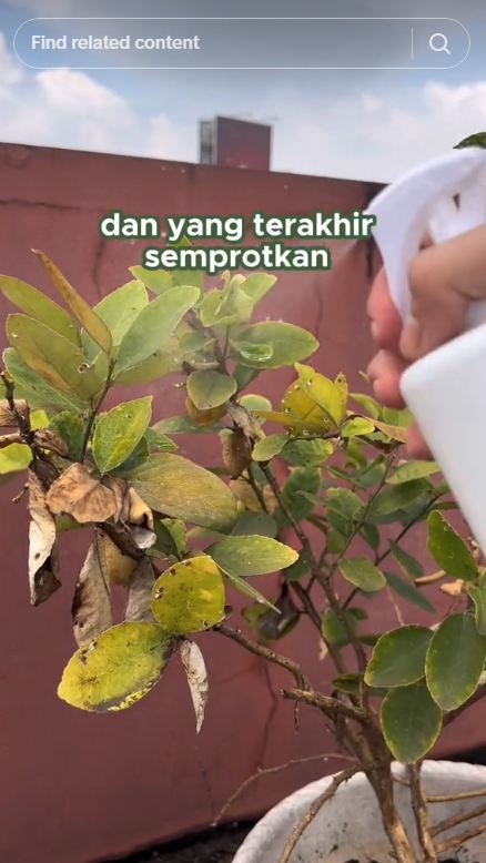 Pakai 1 bumbu dapur, trik basmi hama di pohon jeruk nipis ini ampuh tanpa sabun cuci piring