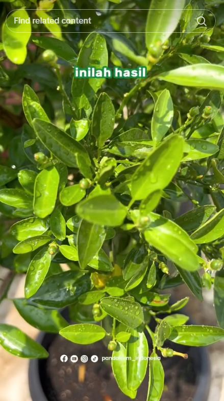 Pakai 1 bumbu dapur, trik basmi hama di pohon jeruk nipis ini ampuh tanpa sabun cuci piring