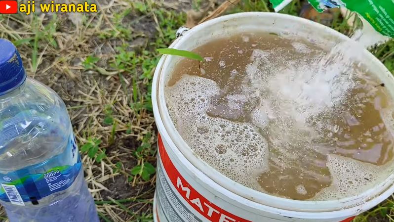 Cuma modal Rp2.000, ini cara mengatasi daun pisang layu dan menguning pakai 1 bahan dapur