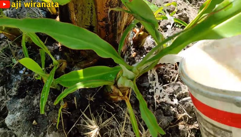 Cuma modal Rp2.000, ini cara mengatasi daun pisang layu dan menguning pakai 1 bahan dapur
