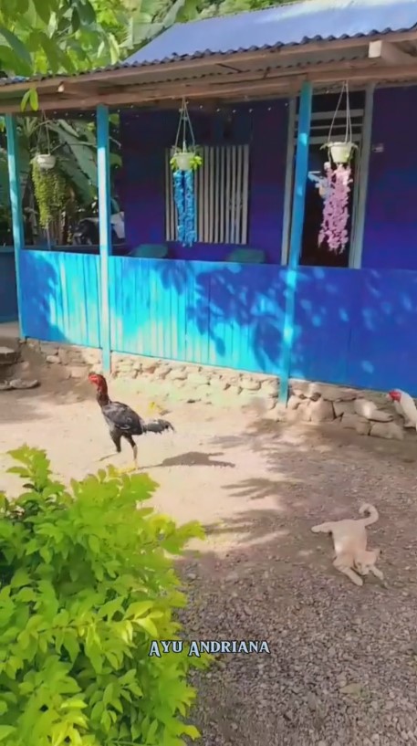 dapur triplek serba biru © 2024 brilio.net