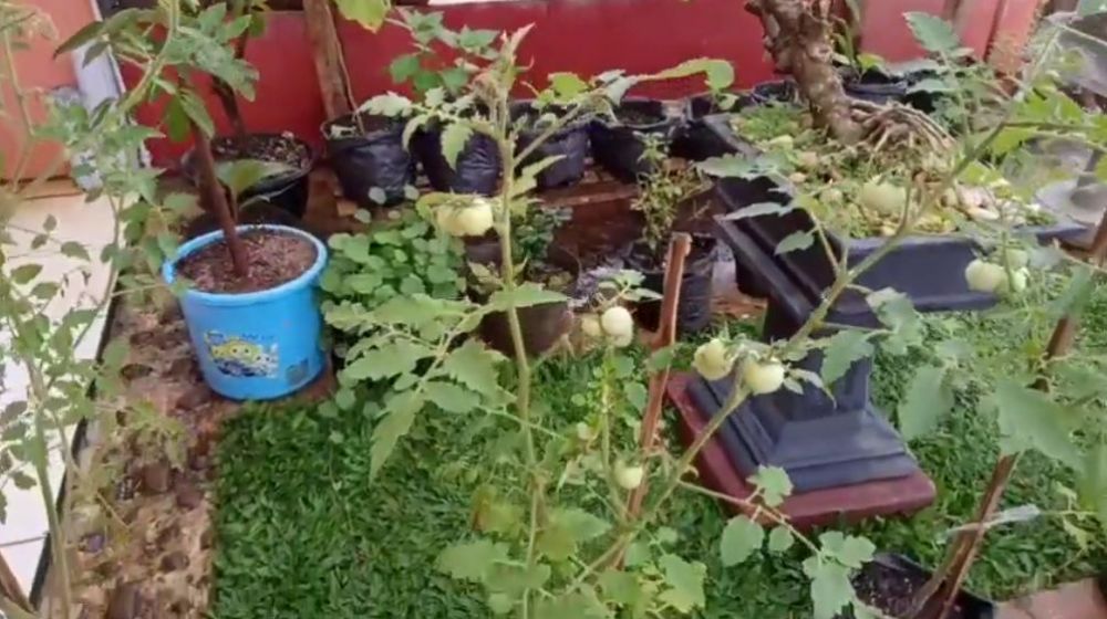 Bukan minyak goreng, ini cara usir hama semut dan kutu putih di tanaman tomat pakai 2 bahan dapur