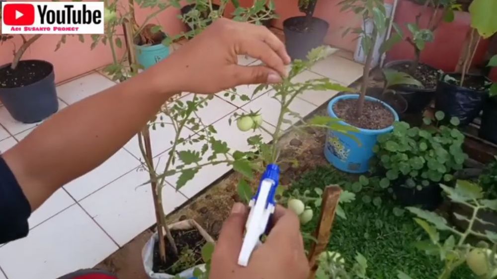 Bukan minyak goreng, ini cara usir hama semut dan kutu putih di tanaman tomat pakai 2 bahan dapur