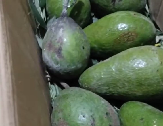 Bukan diperam beras atau dibungkus tisu, ini trik mematangkan buah alpukat pakai 1 jenis daun