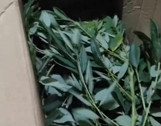 Bukan diperam beras atau dibungkus tisu, ini trik mematangkan buah alpukat pakai 1 jenis daun