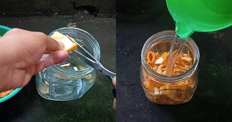 Bukan pakai bawang atau sabun, ini cara bikin cairan pembasmi hama tanaman kemangi dari 1 ampas dapur