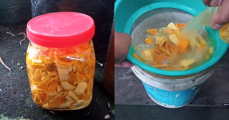 Bukan pakai bawang atau sabun, ini cara bikin cairan pembasmi hama tanaman kemangi dari 1 ampas dapur