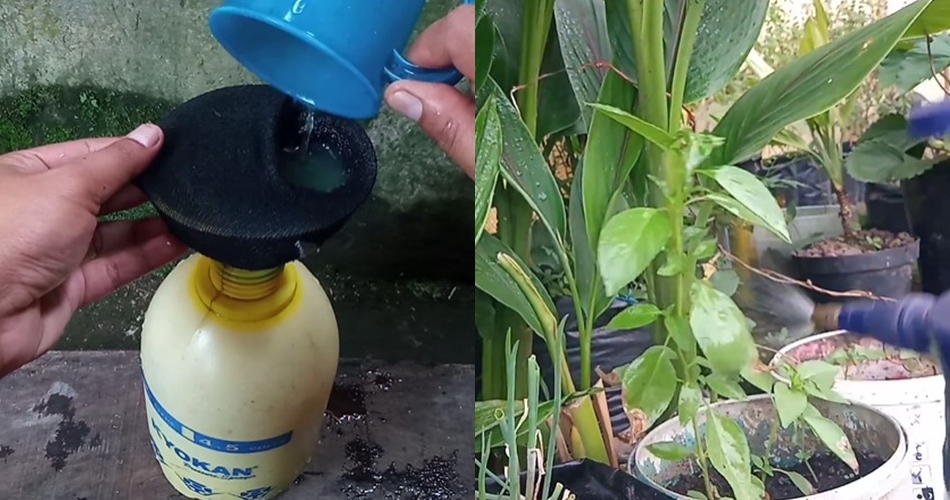Bukan pakai bawang atau sabun, ini cara bikin cairan pembasmi hama tanaman kemangi dari 1 ampas dapur