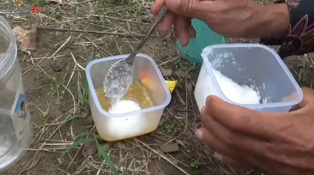 Bukan garam, ini trik ampuh melebatkan buah pada tanaman alpukat cuma pakai 3 bahan dapur