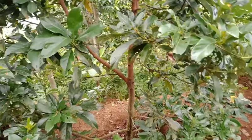 Tanpa diberi pupuk bumbu dapur, ini trik merawat pohon alpukat agar tumbuh subur dan cepat berbuah