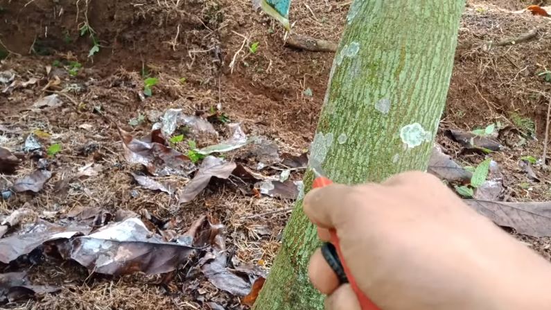 Tanpa diberi pupuk bumbu dapur, ini trik merawat pohon alpukat agar tumbuh subur dan cepat berbuah