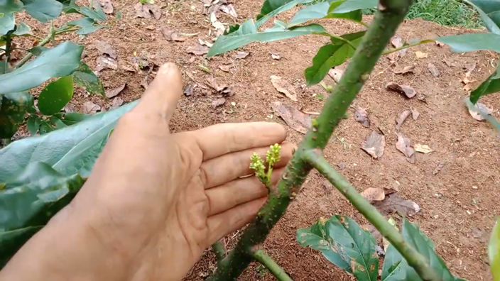 Tanpa diberi pupuk bumbu dapur, ini trik merawat pohon alpukat agar tumbuh subur dan cepat berbuah