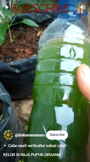 Tanpa diberi garam dan micin, ini cara menyuburkan tanaman cabai pakai pupuk dari 1 jenis daun