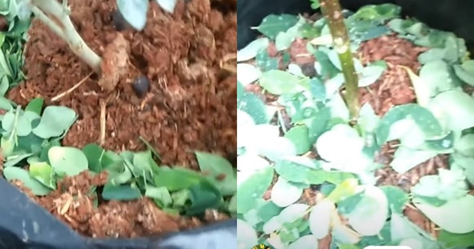 Tanpa diberi garam dan micin, ini cara menyuburkan tanaman cabai pakai pupuk dari 1 jenis daun