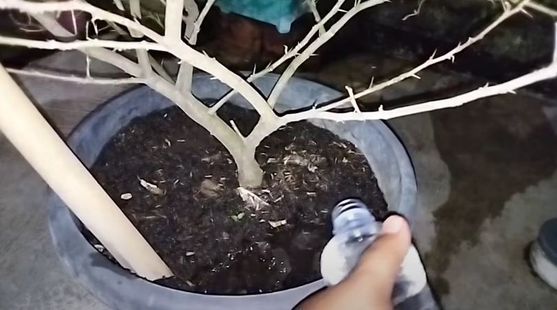 Trik suburkan pohon jeruk purut yang daunnya telanjur menguning dan rontok, ampuh pakai 1 bumbu dapur