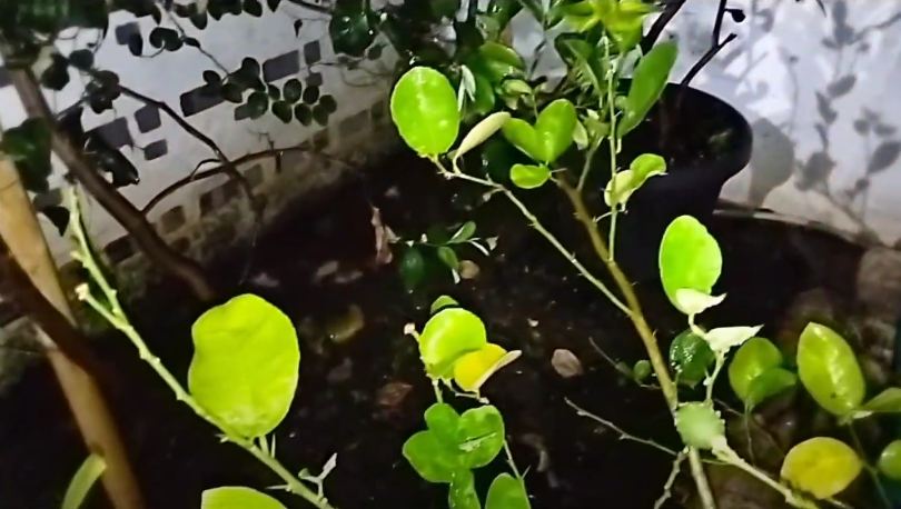 Trik suburkan pohon jeruk purut yang daunnya telanjur menguning dan rontok, ampuh pakai 1 bumbu dapur