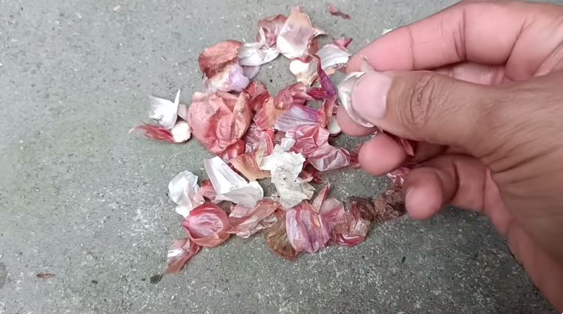 Bukan micin, begini cara merawat pohon anggur agar tumbuh subur dan berbuah banyak pakai 1 ampas dapur