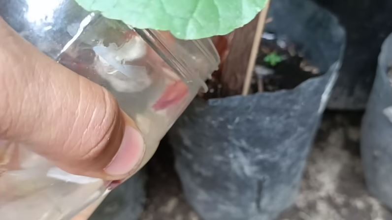 Bukan micin, begini cara merawat pohon anggur agar tumbuh subur dan berbuah banyak pakai 1 ampas dapur