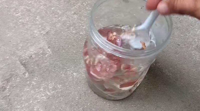 Bukan micin, begini cara merawat pohon anggur agar tumbuh subur dan berbuah banyak pakai 1 ampas dapur