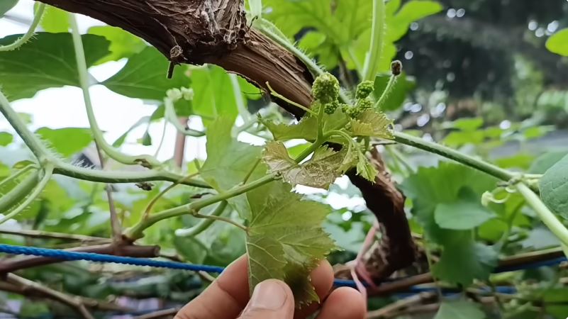 Bukan micin, begini cara merawat pohon anggur agar tumbuh subur dan berbuah banyak pakai 1 ampas dapur