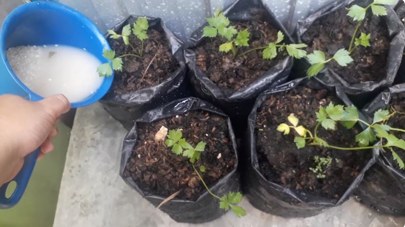 Bukan micin, ini cara agar tanaman seledri makin rimbun dan daunnya tak menguning pakai 1 ampas dapur