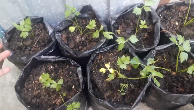 Bukan micin, ini cara agar tanaman seledri makin rimbun dan daunnya tak menguning pakai 1 ampas dapur