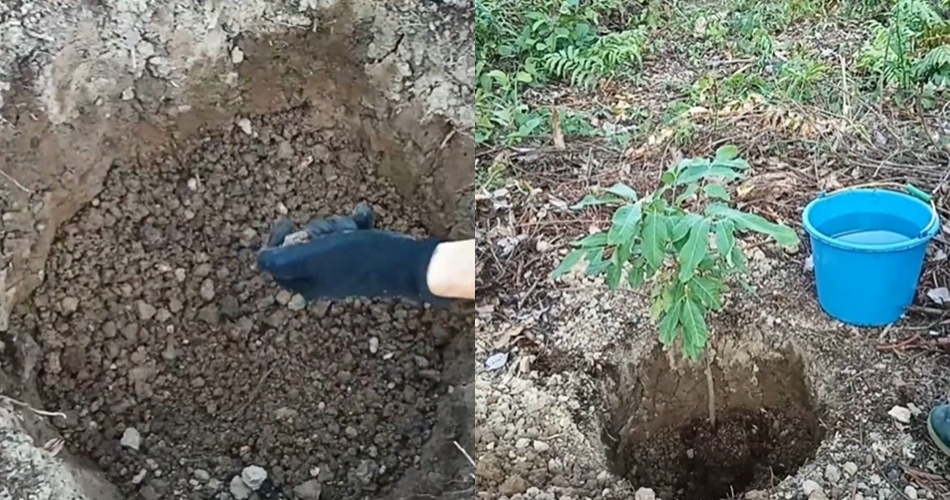 Pakai 1 bumbu dapur, trik merawat pohon kelengkeng agar tak stres dan cepat berbuah usai pindah tanam