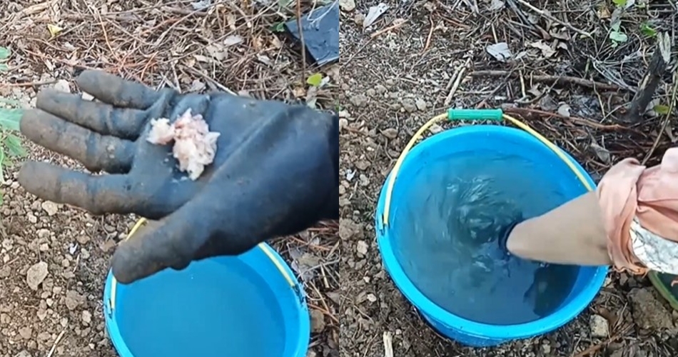 Pakai 1 bumbu dapur, trik merawat pohon kelengkeng agar tak stres dan cepat berbuah usai pindah tanam