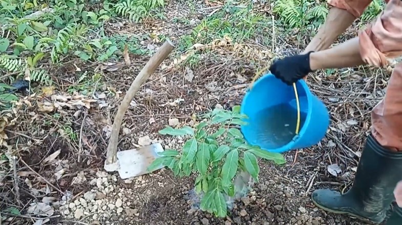 Pakai 1 bumbu dapur, trik merawat pohon kelengkeng agar tak stres dan cepat berbuah usai pindah tanam