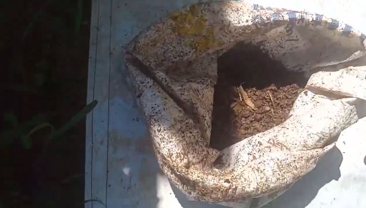 Tanpa diberi bumbu dapur, ini cara ampuh mencegah tanaman cabai membusuk di pot saat musim hujan