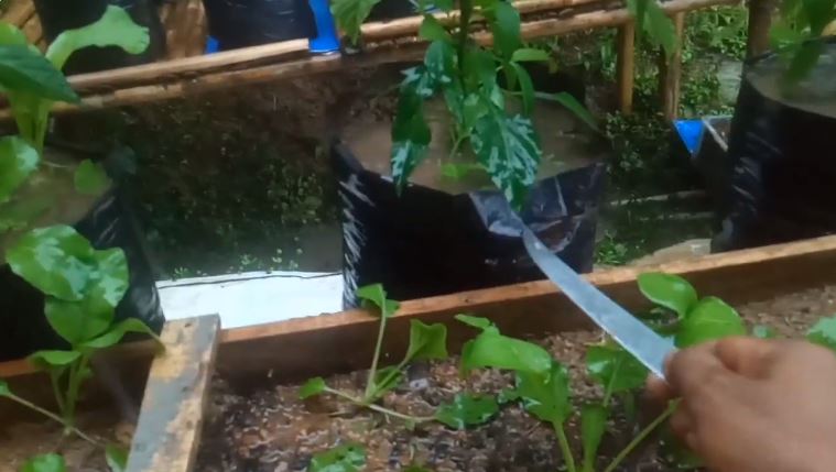 Tanpa diberi bumbu dapur, ini cara ampuh mencegah tanaman cabai membusuk di pot saat musim hujan