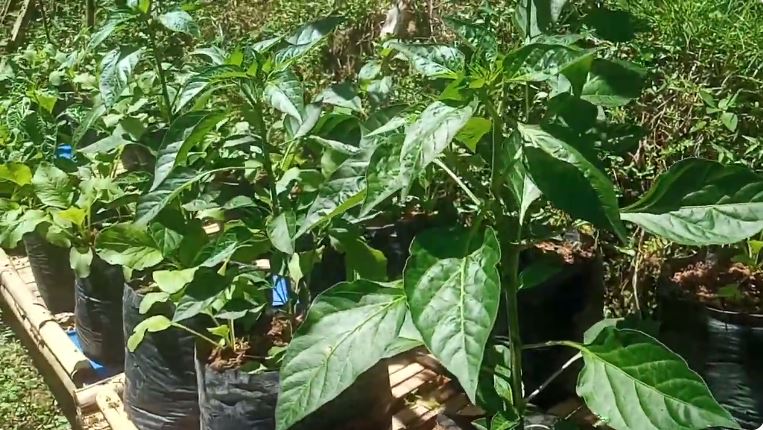 Tanpa diberi bumbu dapur, ini cara ampuh mencegah tanaman cabai membusuk di pot saat musim hujan