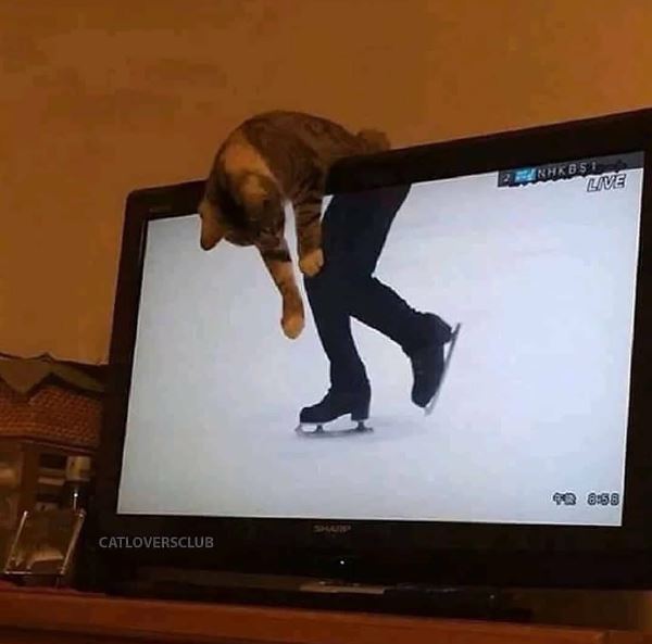 11 Potret kocak kucing di depan TV ini gemesin abis, dari tirukan pose adegan sampai jadi properti