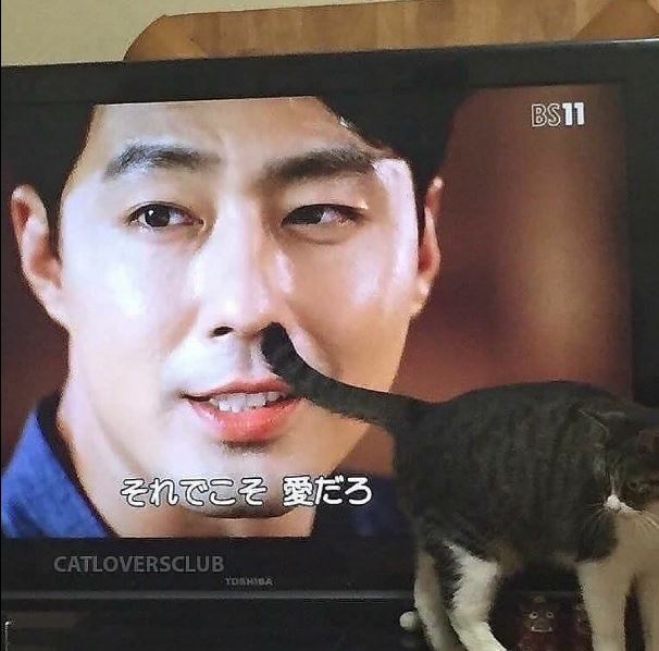 Potret kocak kucing di depan tv Berbagai sumber