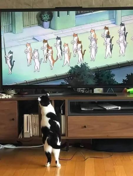 Potret kocak kucing di depan tv Berbagai sumber