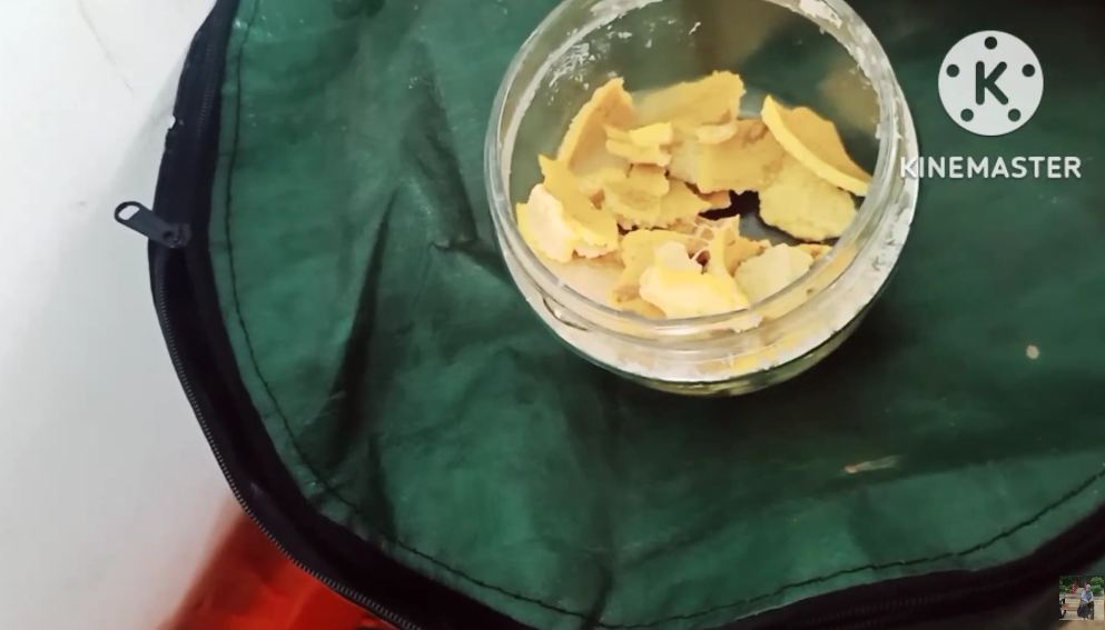 Bukan pakai bumbu dapur, ini trik cegah hama di pohon jeruk purut agar daunnya tetap subur dan hijau