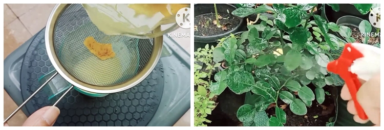 Bukan pakai bumbu dapur, ini trik cegah hama di pohon jeruk purut agar daunnya tetap subur dan hijau