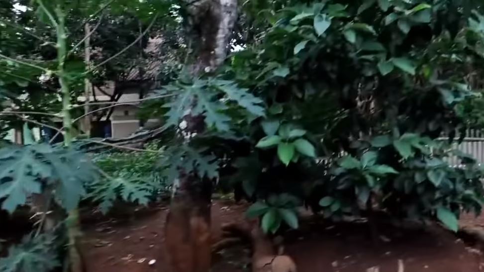 rumah furry setya di kampung © YouTube