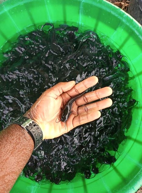 Arti mimpi ikan lele freepik.com