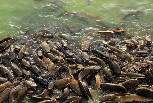 Arti mimpi ikan lele freepik.com