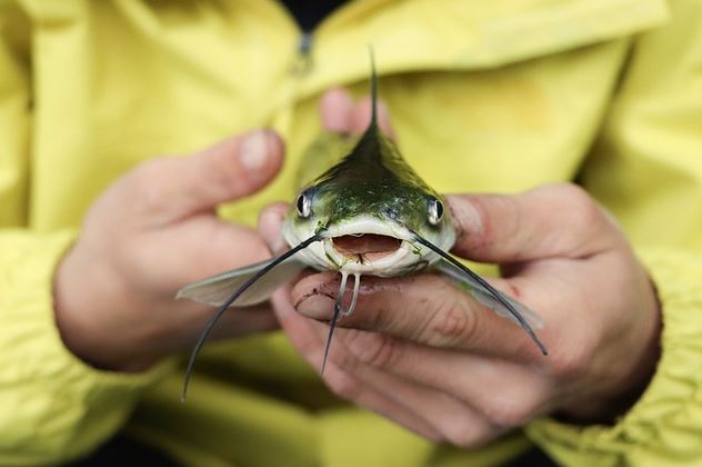 11 Arti mimpi ikan lele yang membawa pertanda baik menurut primbon Jawa, isyarat keberuntungan