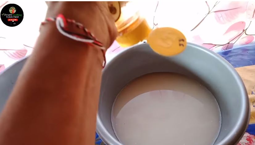 Tak cuma micin, ini trik merawat pohon kelengkeng agar cepat berbuah cuma tambah 2 bahan dapur