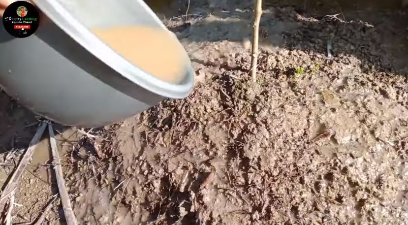 Tak cuma micin, ini trik merawat pohon kelengkeng agar cepat berbuah cuma tambah 2 bahan dapur