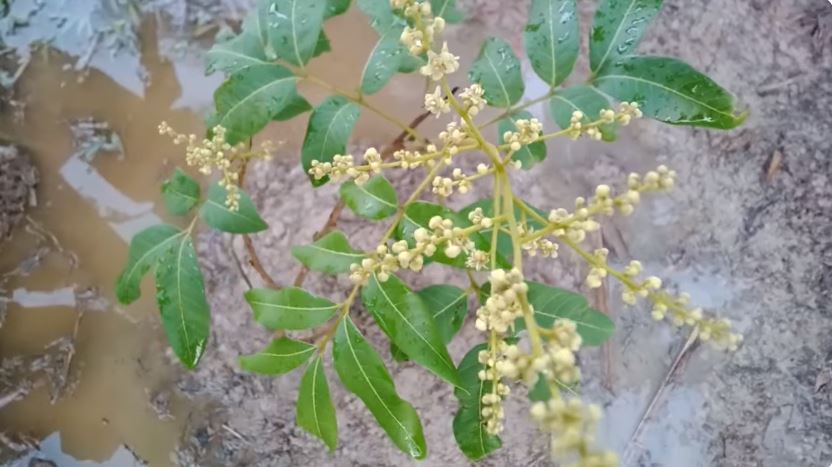 Tak cuma micin, ini trik merawat pohon kelengkeng agar cepat berbuah cuma tambah 2 bahan dapur